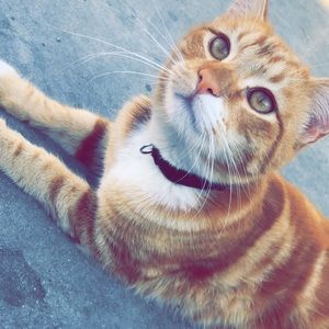 Meet your Posher, Cat